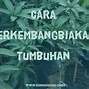 Apa Perbedaan Stolon Dan Geragih